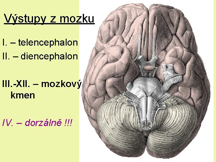 Výstupy z mozku I. – telencephalon II. – diencephalon III. -XII. – mozkový kmen Výstupy z mozku I. – telencephalon II. – diencephalon III. -XII. – mozkový kmen