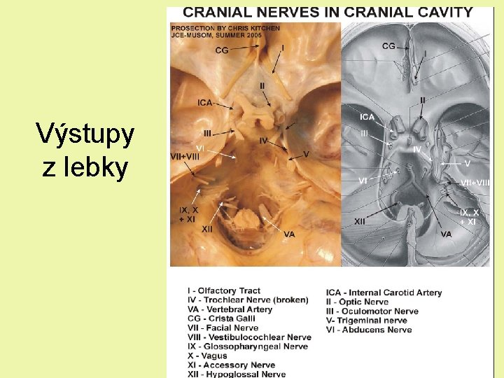 Výstupy z lebky Výstupy z lebky
