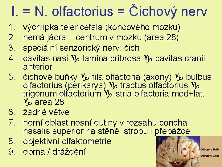 I. = N. olfactorius = Čichový nerv 1. 2. 3. 4. 5. 6. 7. I. = N. olfactorius = Čichový nerv 1. 2. 3. 4. 5. 6. 7.