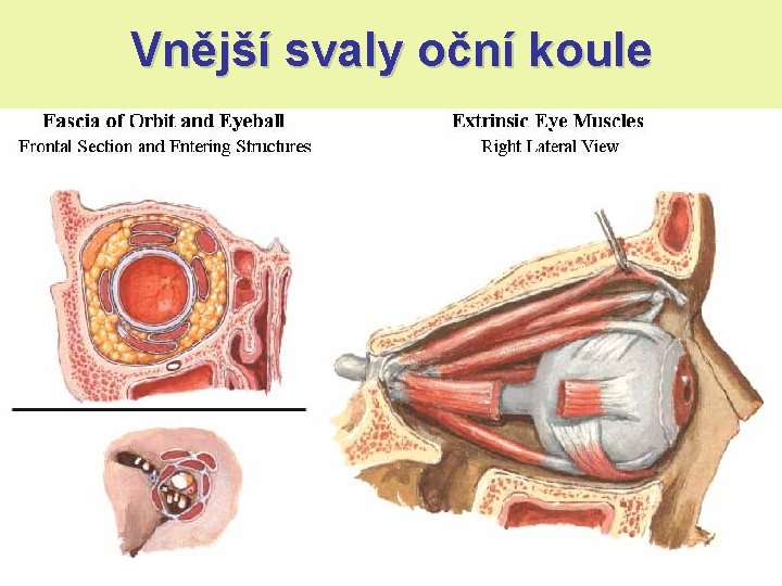 Vnější svaly oční koule Vnější svaly oční koule
