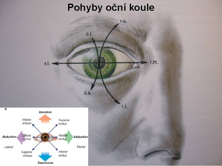 Pohyby oční koule Pohyby oční koule