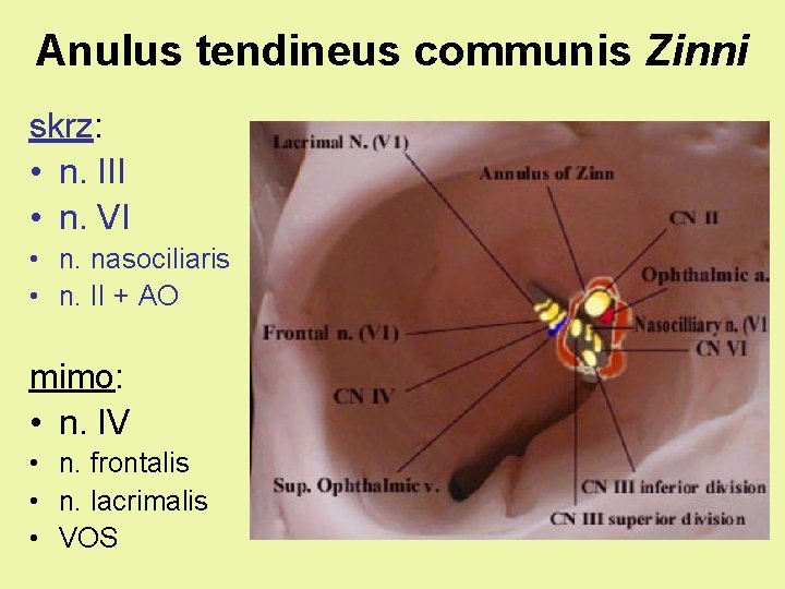 Anulus tendineus communis Zinni skrz: • n. III • n. VI • n. nasociliaris Anulus tendineus communis Zinni skrz: • n. III • n. VI • n. nasociliaris