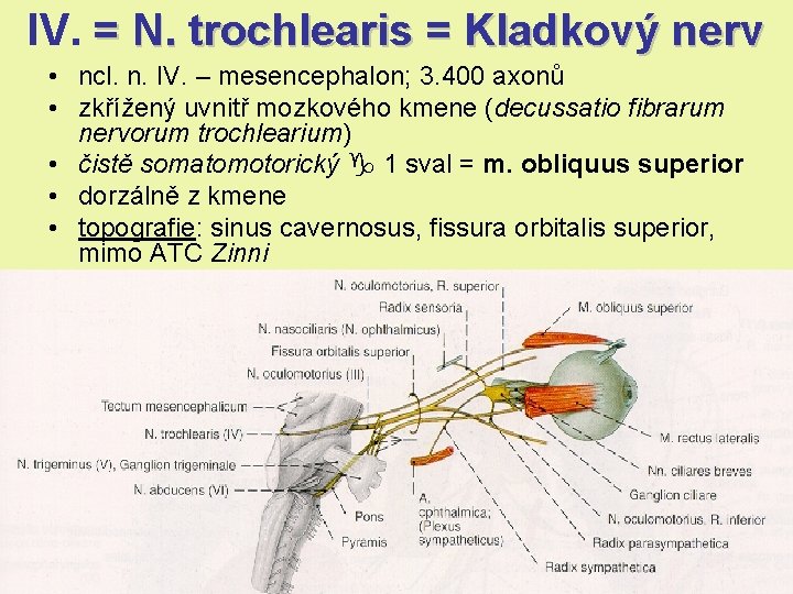 IV. = N. trochlearis = Kladkový nerv • ncl. n. IV. – mesencephalon; 3. IV. = N. trochlearis = Kladkový nerv • ncl. n. IV. – mesencephalon; 3.