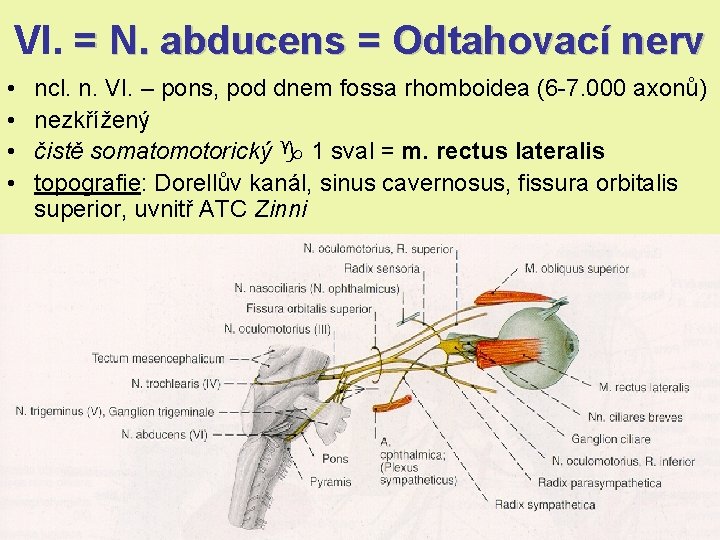 VI. = N. abducens = Odtahovací nerv • • ncl. n. VI. – pons, VI. = N. abducens = Odtahovací nerv • • ncl. n. VI. – pons,