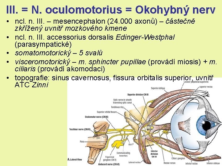 III. = N. oculomotorius = Okohybný nerv • ncl. n. III. – mesencephalon (24. III. = N. oculomotorius = Okohybný nerv • ncl. n. III. – mesencephalon (24.
