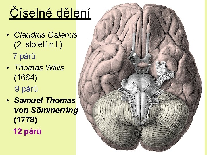 Číselné dělení • Claudius Galenus (2. století n. l. ) 7 párů • Thomas Číselné dělení • Claudius Galenus (2. století n. l. ) 7 párů • Thomas