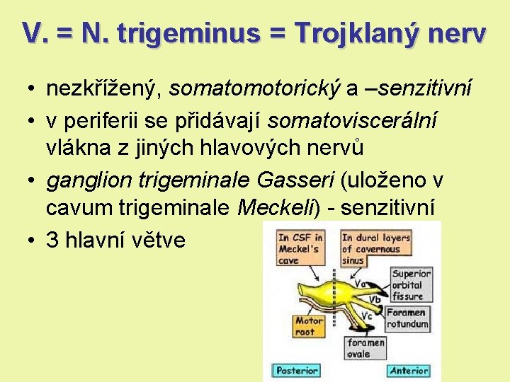 V. = N. trigeminus = Trojklaný nerv • nezkřížený, somatomotorický a –senzitivní • v V. = N. trigeminus = Trojklaný nerv • nezkřížený, somatomotorický a –senzitivní • v