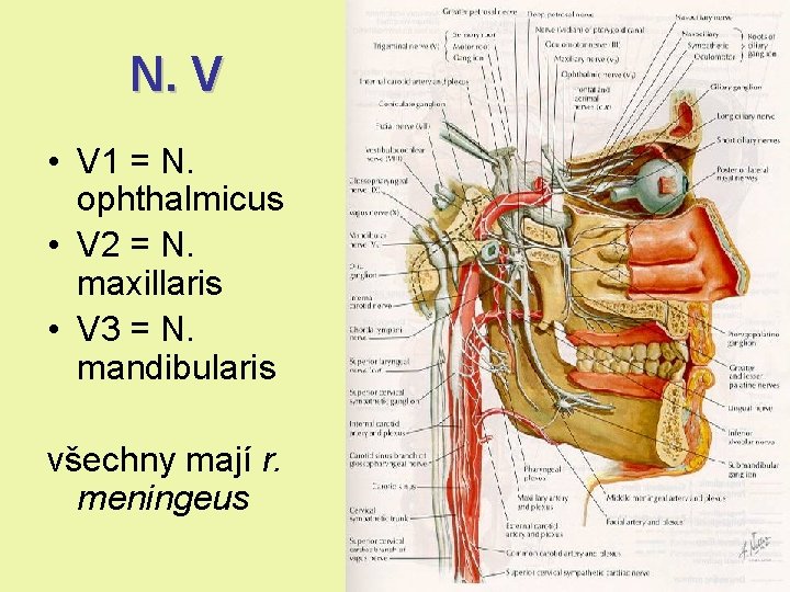 N. V • V 1 = N. ophthalmicus • V 2 = N. maxillaris N. V • V 1 = N. ophthalmicus • V 2 = N. maxillaris