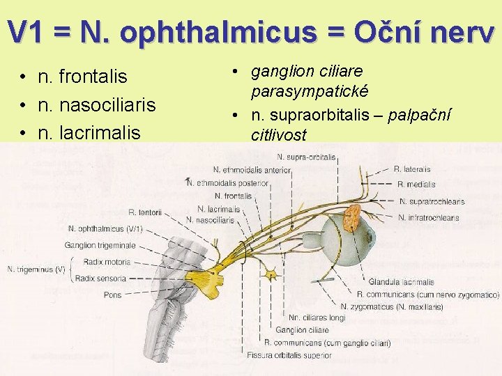 V 1 = N. ophthalmicus = Oční nerv • n. frontalis • n. nasociliaris V 1 = N. ophthalmicus = Oční nerv • n. frontalis • n. nasociliaris