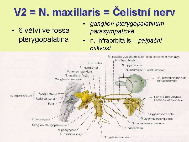 V 2 = N. maxillaris = Čelistní nerv • 6 větví ve fossa pterygopalatina V 2 = N. maxillaris = Čelistní nerv • 6 větví ve fossa pterygopalatina