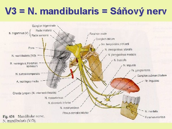 V 3 = N. mandibularis = Sáňový nerv V 3 = N. mandibularis = Sáňový nerv