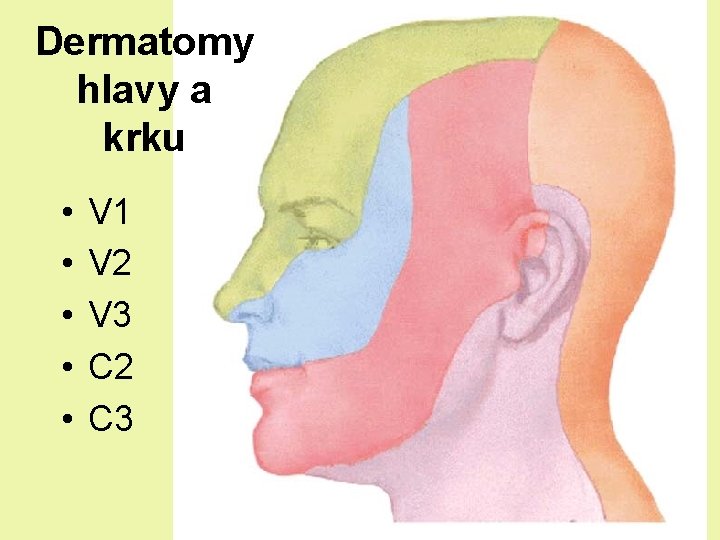 Dermatomy hlavy a krku • • • V 1 V 2 V 3 C Dermatomy hlavy a krku • • • V 1 V 2 V 3 C