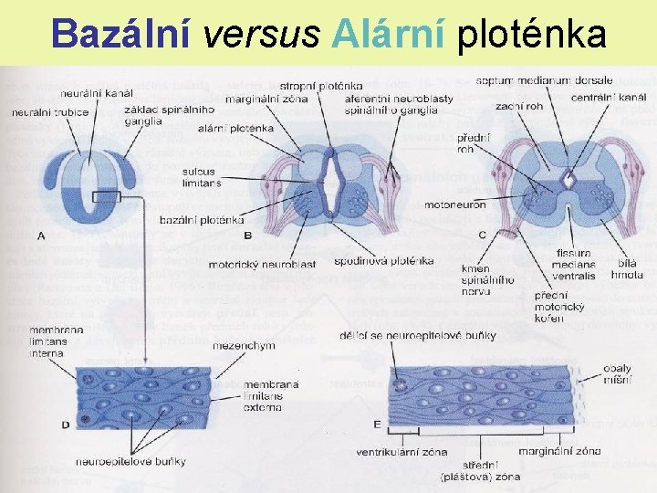 Bazální versus Alární ploténka Bazální versus Alární ploténka