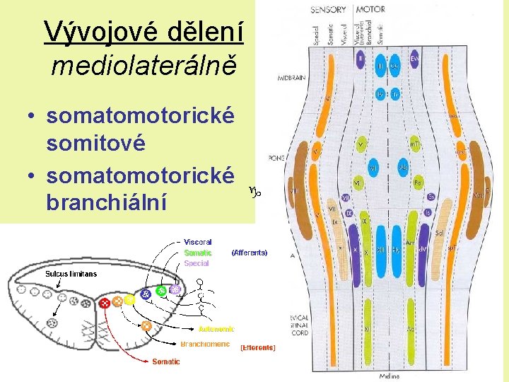 Vývojové dělení mediolaterálně • somatomotorické somitové • somatomotorické branchiální • visceromotorické • viscerosenzitivní • Vývojové dělení mediolaterálně • somatomotorické somitové • somatomotorické branchiální • visceromotorické • viscerosenzitivní •