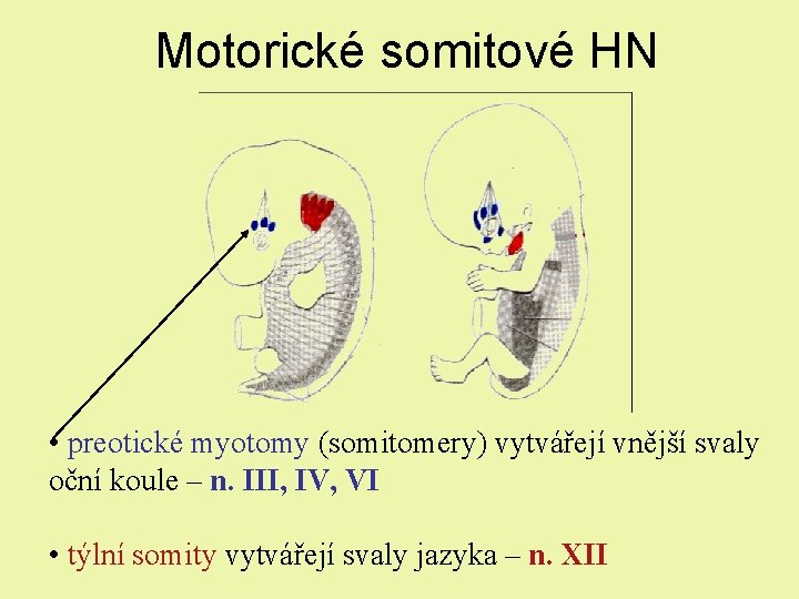 Motorické somitové HN • preotické myotomy (somitomery) vytvářejí vnější svaly oční koule – n. Motorické somitové HN • preotické myotomy (somitomery) vytvářejí vnější svaly oční koule – n.