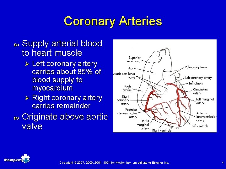 Coronary Arteries Supply arterial blood to heart muscle Left coronary artery carries about 85%