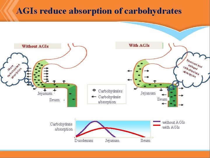 AGIs reduce absorption of carbohydrates With AGIs Without AGIs Red ca M r ab