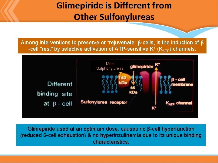 Glimepiride is Different from Other Sulfonylureas Among interventions to preserve or “rejuvenate” β-cells, is Glimepiride is Different from Other Sulfonylureas Among interventions to preserve or “rejuvenate” β-cells, is