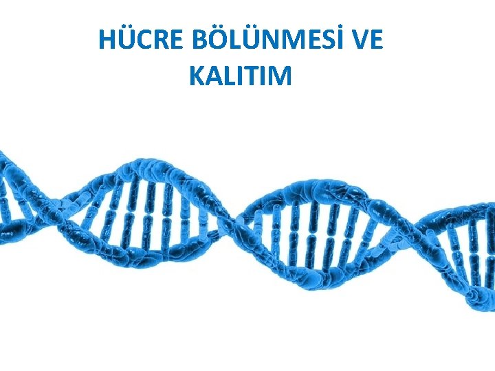 HÜCRE BÖLÜNMESİ VE KALITIM 