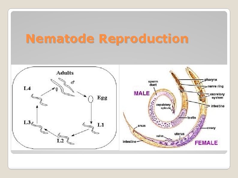 Nematode Reproduction 
