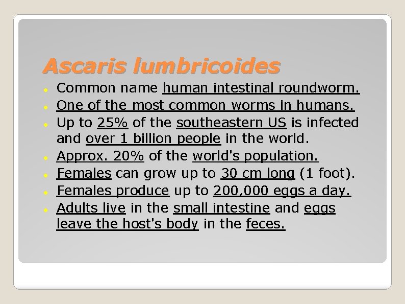 Ascaris lumbricoides Common name human intestinal roundworm. One of the most common worms in