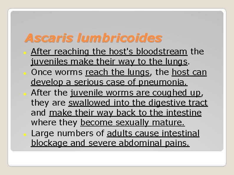 Ascaris lumbricoides After reaching the host's bloodstream the juveniles make their way to the
