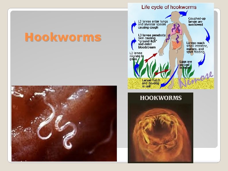 Hookworms 