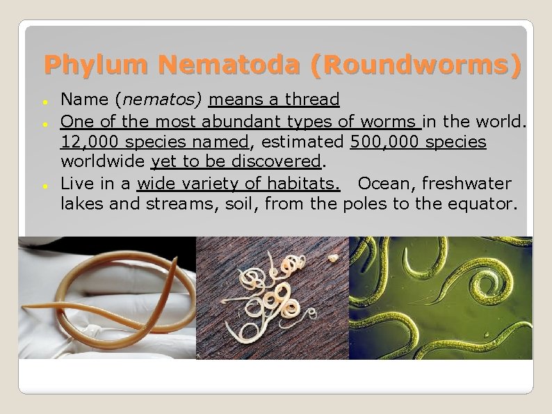 Phylum Nematoda (Roundworms) Name (nematos) means a thread One of the most abundant types