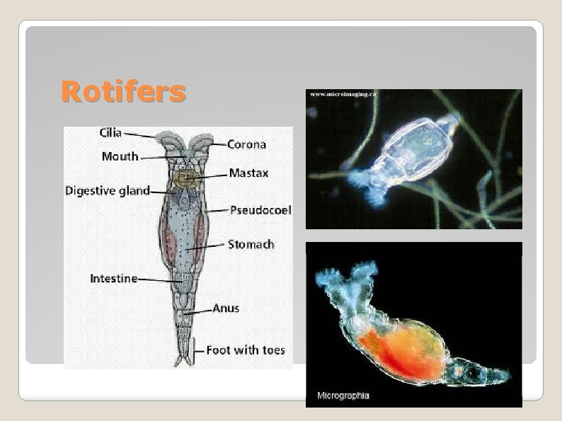 Rotifers 