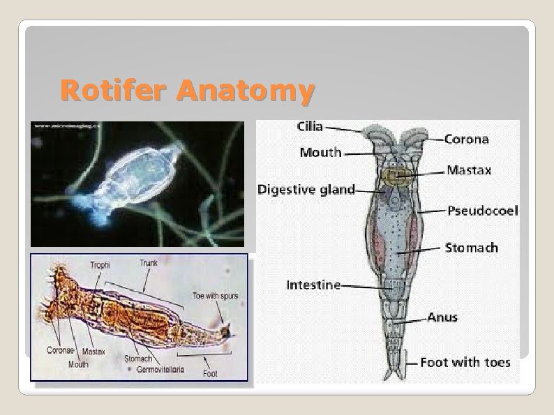 Rotifer Anatomy 
