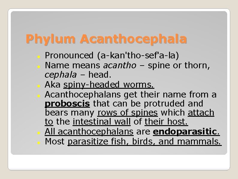 Phylum Acanthocephala Pronounced (a-kan'tho-sef'a-la) Name means acantho – spine or thorn, cephala – head.