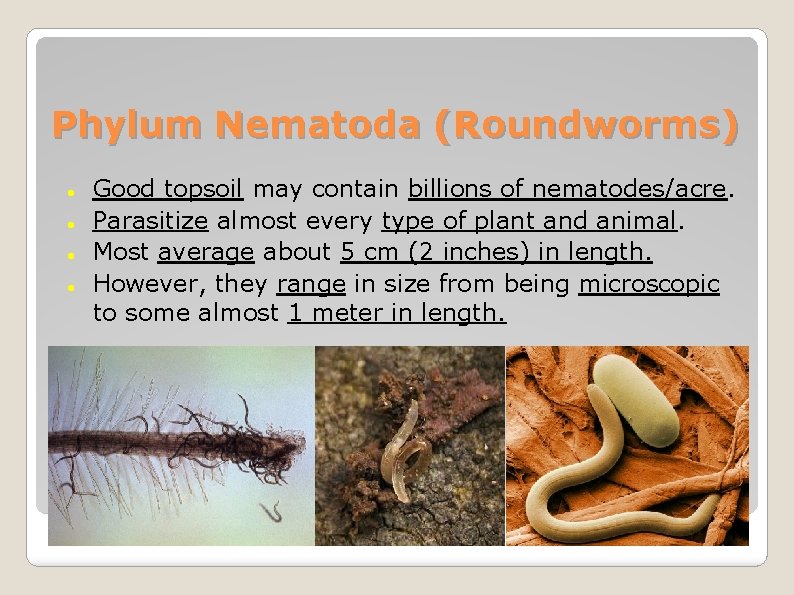 Phylum Nematoda (Roundworms) Good topsoil may contain billions of nematodes/acre. Parasitize almost every type