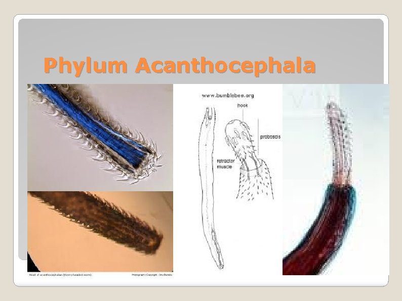 Phylum Acanthocephala 