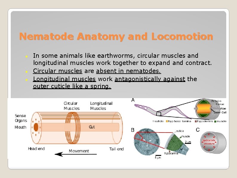 Nematode Anatomy and Locomotion In some animals like earthworms, circular muscles and longitudinal muscles