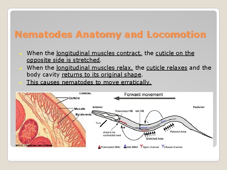 Nematodes Anatomy and Locomotion When the longitudinal muscles contract, the cuticle on the opposite