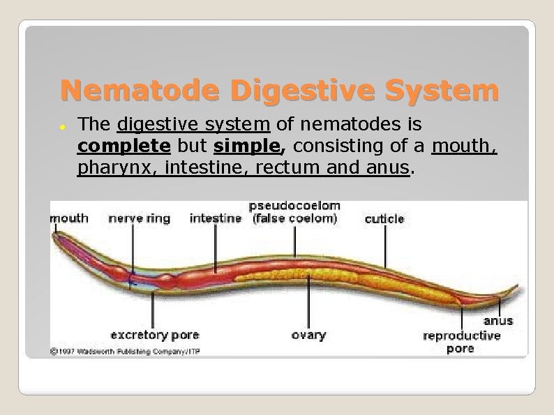 Nematode Digestive System The digestive system of nematodes is complete but simple, consisting of