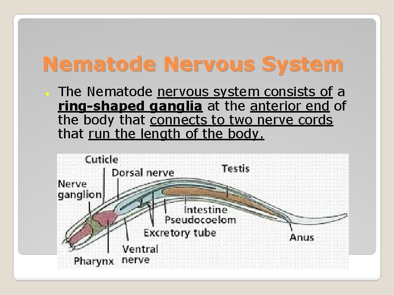 Nematode Nervous System The Nematode nervous system consists of a ring-shaped ganglia at the