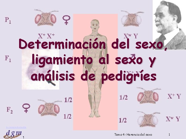 Determinación del sexo, ligamiento al sexo y análisis de pedigríes Dr. Antonio Barbadilla 1