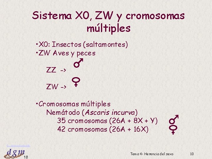 Sistema X 0, ZW y cromosomas múltiples • X 0: Insectos (saltamontes) • ZW