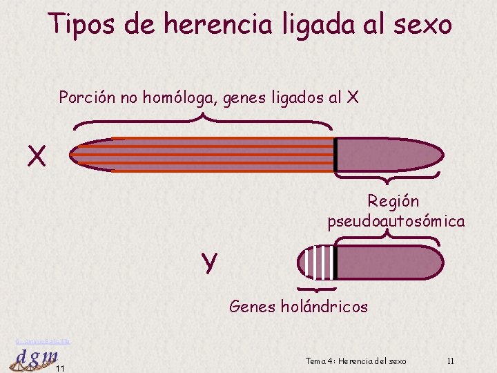 Tipos de herencia ligada al sexo Porción no homóloga, genes ligados al X X