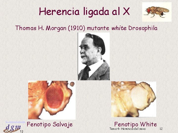 Herencia ligada al X Thomas H. Morgan (1910) mutante white Drosophila Dr. Antonio Barbadilla