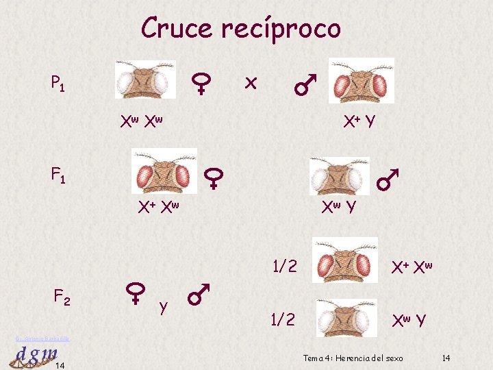 Cruce recíproco x P 1 Xw Xw X+ Y F 1 X+ Xw F