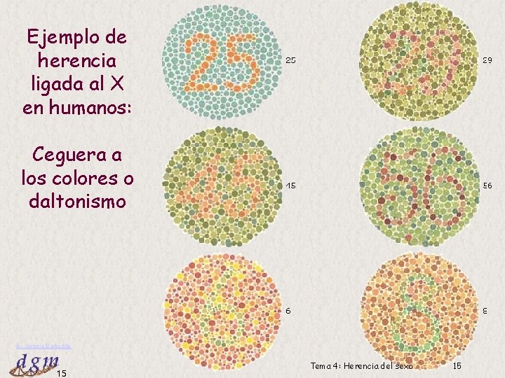 Ejemplo de herencia ligada al X en humanos: Ceguera a los colores o daltonismo