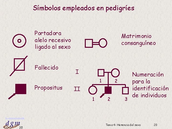 Símbolos empleados en pedigríes Portadora alelo recesivo ligado al sexo Fallecido Propositus Matrimonio consanguíneo