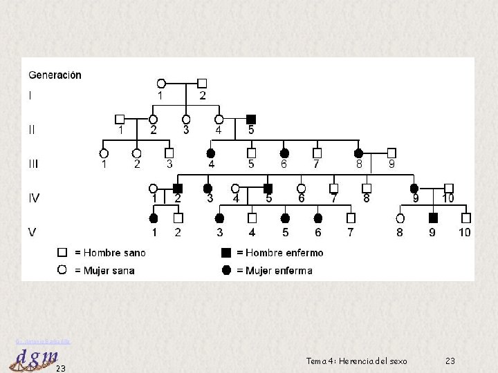 Dr. Antonio Barbadilla 23 Tema 4: Herencia del sexo 23 