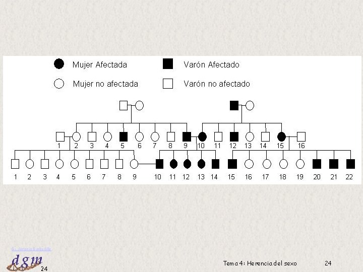 Dr. Antonio Barbadilla 24 Tema 4: Herencia del sexo 24 