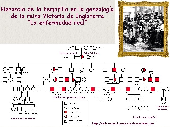 Herencia de la hemofilia en la genealogía de la reina Victoria de Inglaterra “La