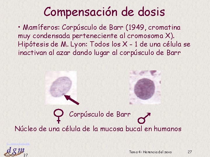 Compensación de dosis • Mamíferos: Corpúsculo de Barr (1949, cromatina muy condensada perteneciente al