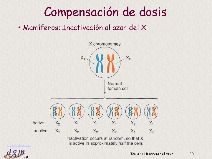 Compensación de dosis • Mamíferos: Inactivación al azar del X Dr. Antonio Barbadilla 28