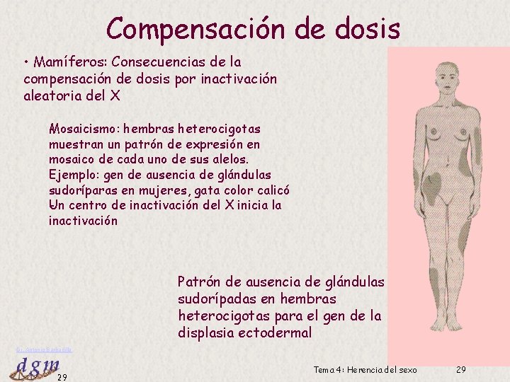 Compensación de dosis • Mamíferos: Consecuencias de la compensación de dosis por inactivación aleatoria